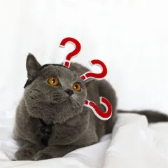 Pet Cat Funny Village Girl Braids Cat Question Mark Face Upside Down Braid Headgear - Question Mark - View 1