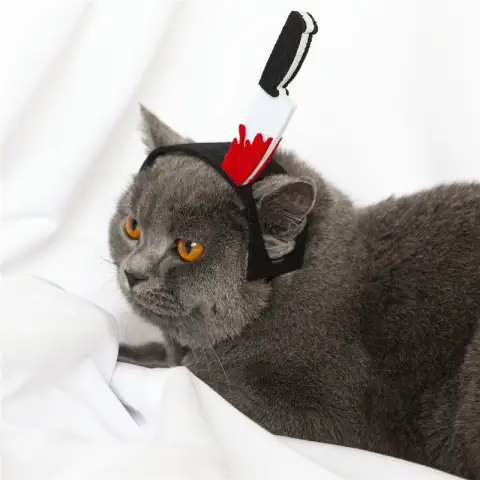 Pet Cat Funny Village Girl Braids Cat Question Mark