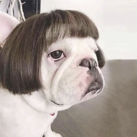 Fashion Pet Wigs Cat Dog Cosplay Props Tiara Hairpiece