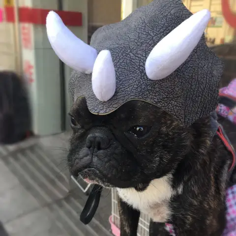 Pet Triceratops Dog Dinosaur Hat Pet Cat Dog Hat