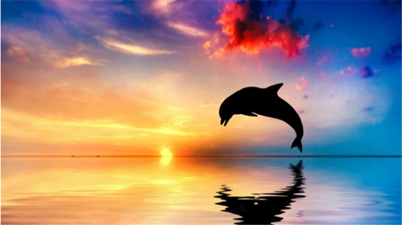 Shadow Dolphin-Digital Kit DIY Painting
