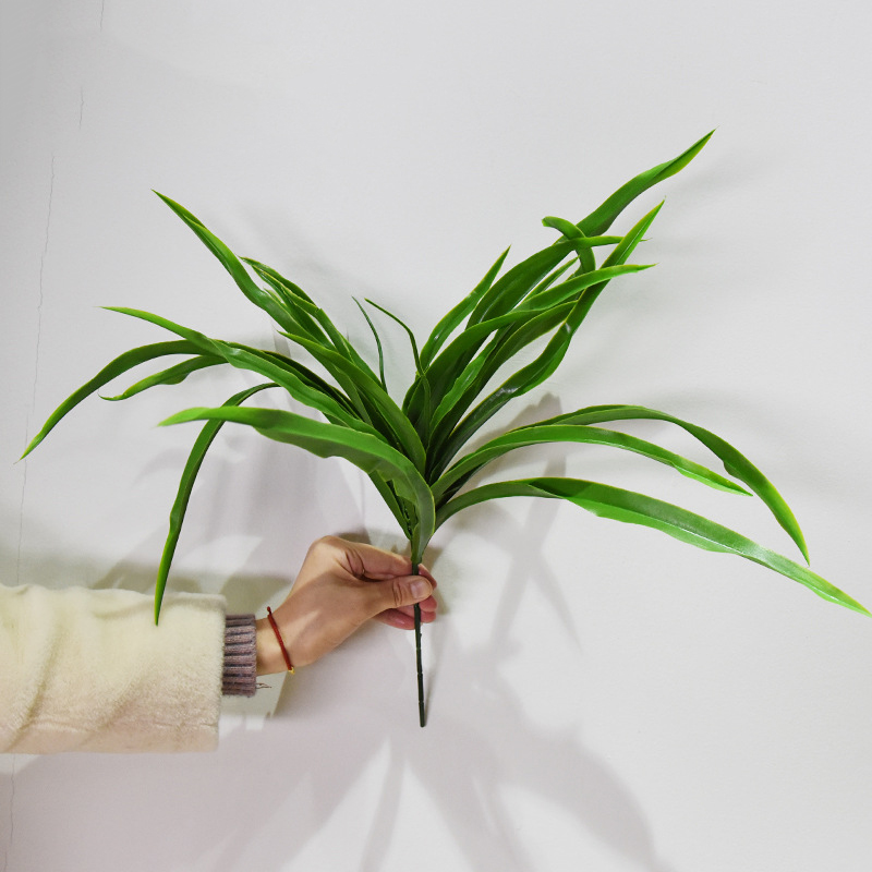 Chlorophytum bouquet