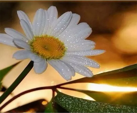 White Dahlia DIY Painting by Numbers Kit