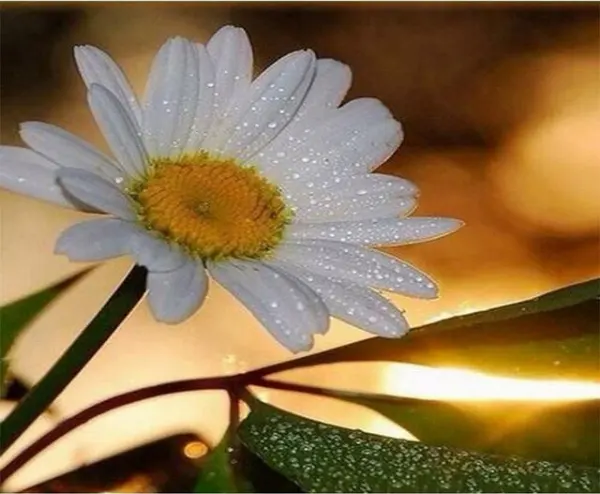 White Dahlia DIY Painting by Numbers Kit