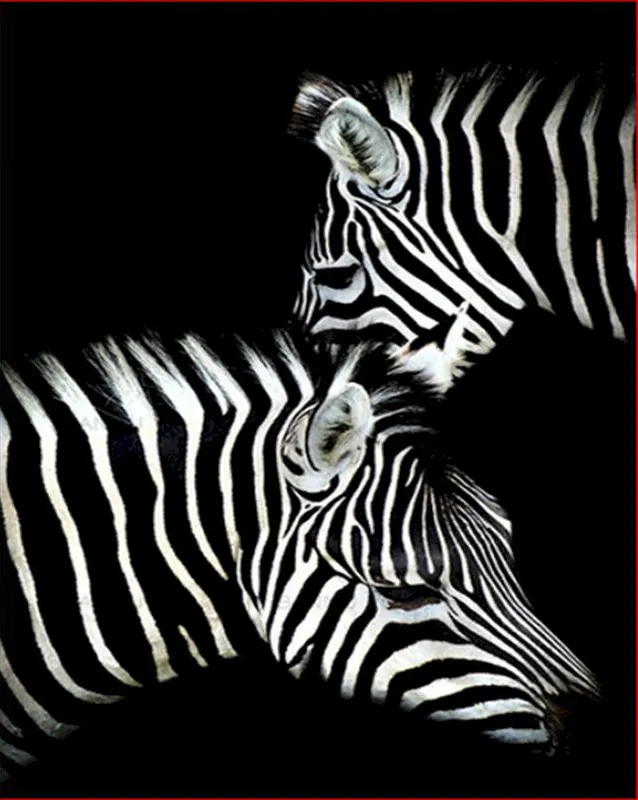 Digital Animal Oil Painting Adult Zebra Diy