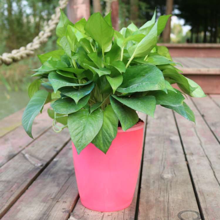 Цветочный горшок Strongwell Nordic Hydroponics Fairy Garden