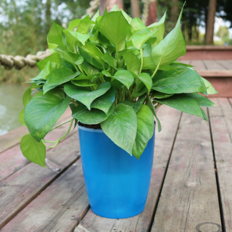 Цветочный горшок Strongwell Nordic Hydroponics Fairy Garden