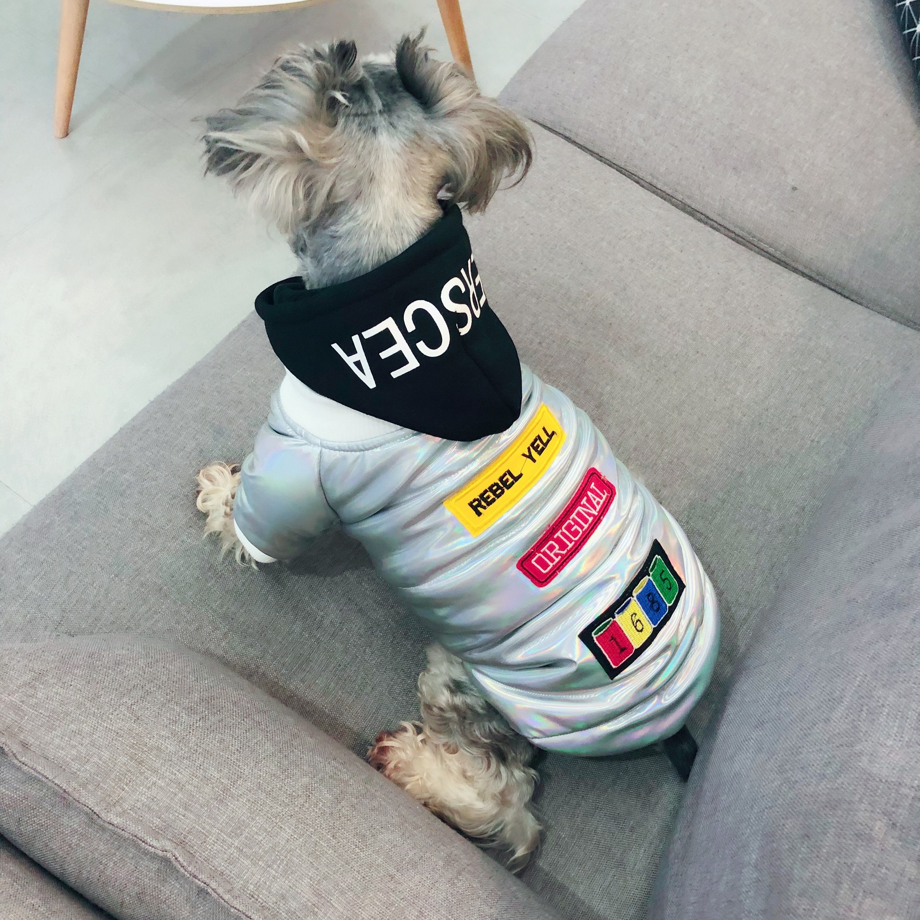 Coat Fighting Teddy Schnauzer Puppy Puppy Fall Winter