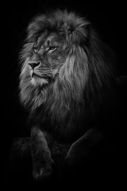 Lion In The Dark Art Poster And Print Animal Wall Art Decoration - Shop at LoveMi