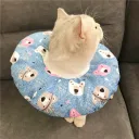 Blue Bear