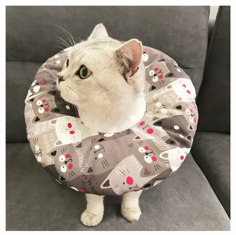 Waterproof Pet Sterilization, Bite, Lick, And Scratch proof Headgear 7 Style - Shop at LoveMi