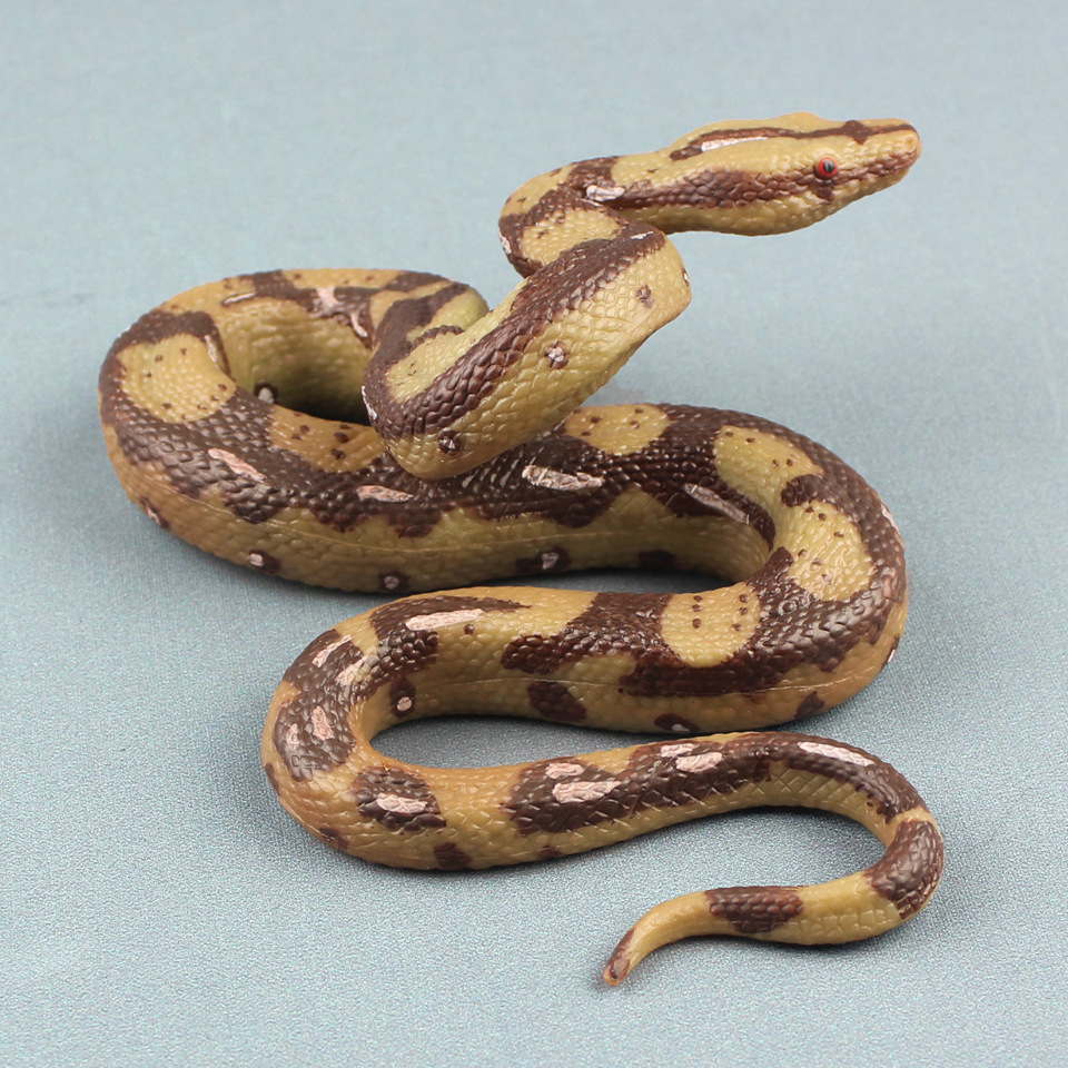 Large pythons