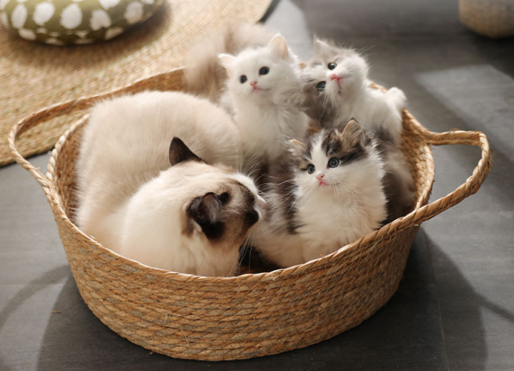 Woven Cat Cool Nest Wear-resistant And Breathable Pet Supplies