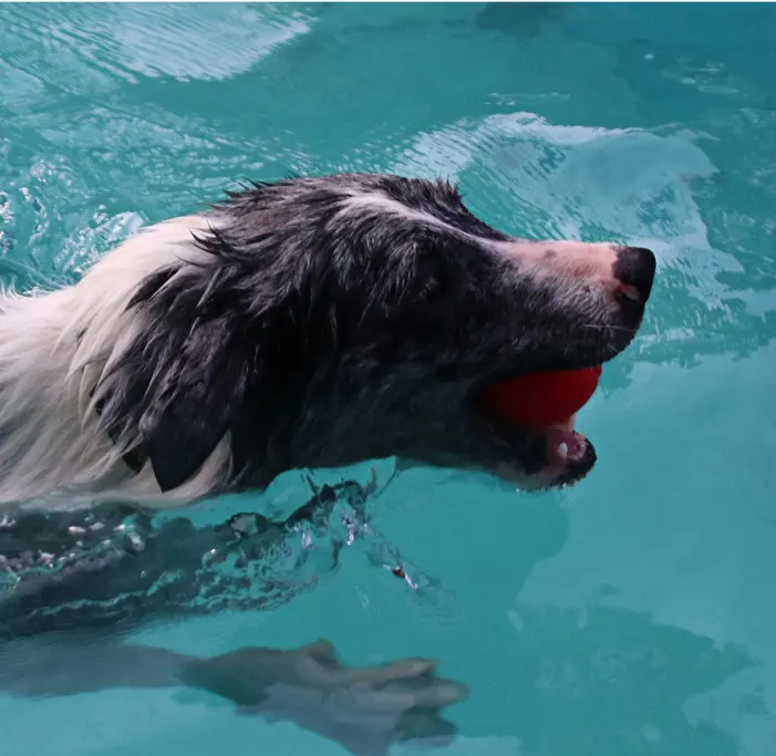 Pet Dog Bouncy Ball