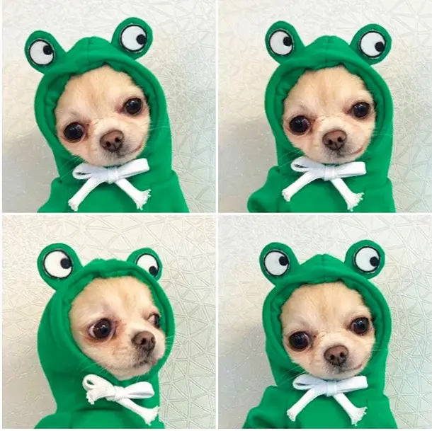 Cute Fruit Dog Clothes for Small Dogs Hoodies Winter Warm Fleece Pet Clothing