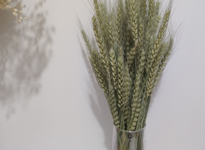 Light Color Wedding Bouquet Natural Dried Pampas Reed Flower Reed Decoration — foto 5