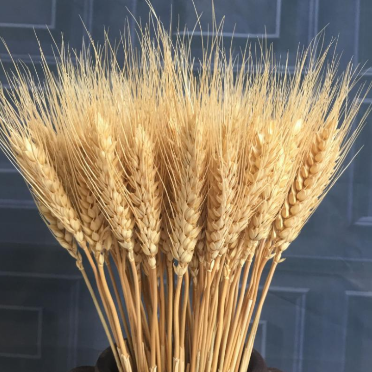 Light Color Wedding Bouquet Natural Dried Pampas Reed Flower Reed Decoration — foto 10
