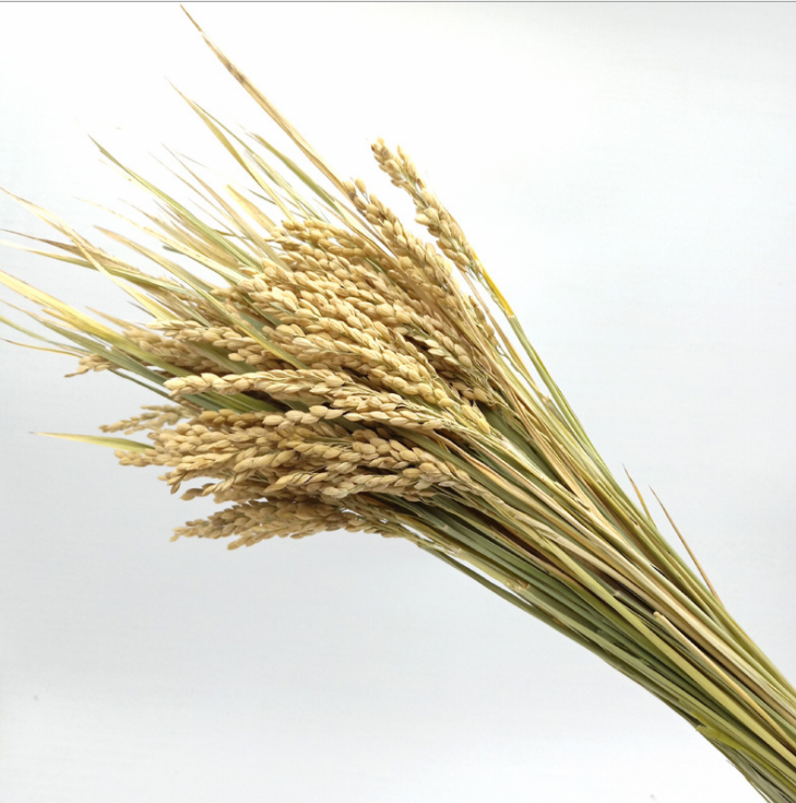 Light Color Wedding Bouquet Natural Dried Pampas Reed Flower Reed Decoration — foto 2