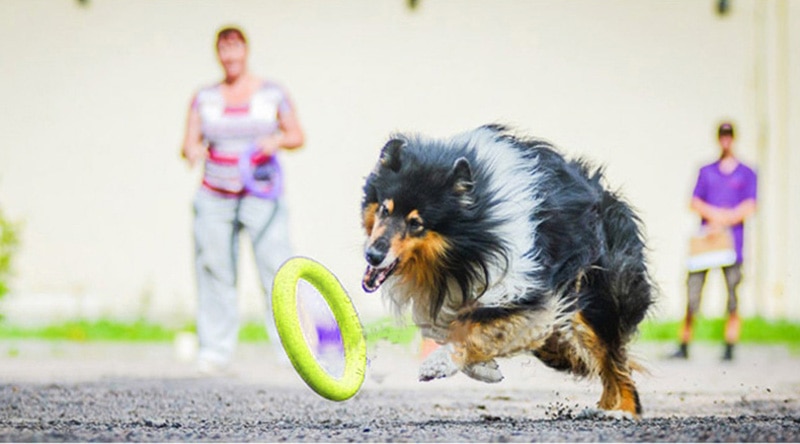 Title 5, Balle EVA pour Chien Jouet Durable et Flottant ...