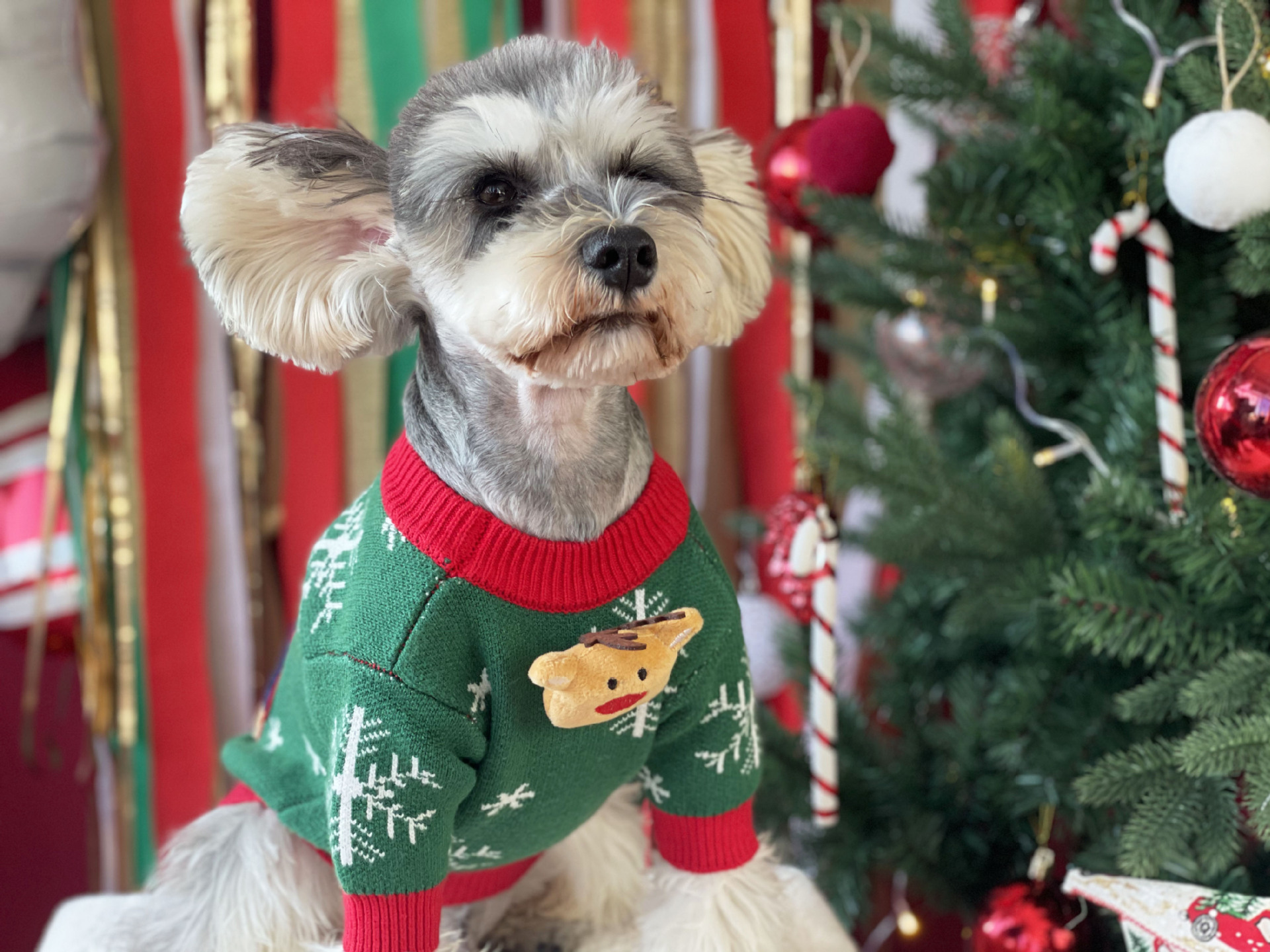 Title 2, Nouveau Pull pour Chien Rembourré de Noël Vêtem...