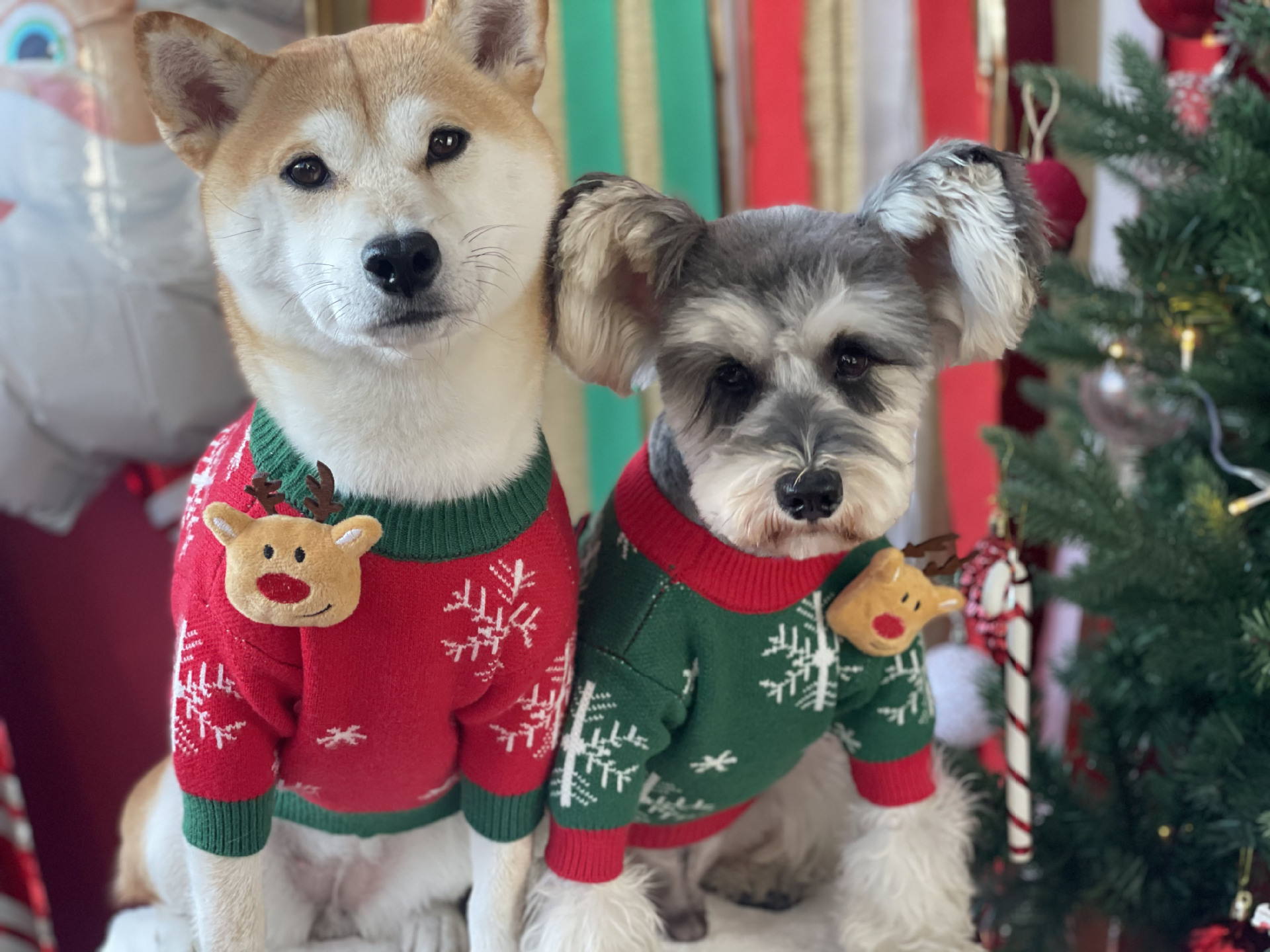 Title 4, Nouveau Pull pour Chien Rembourré de Noël Vêtem...