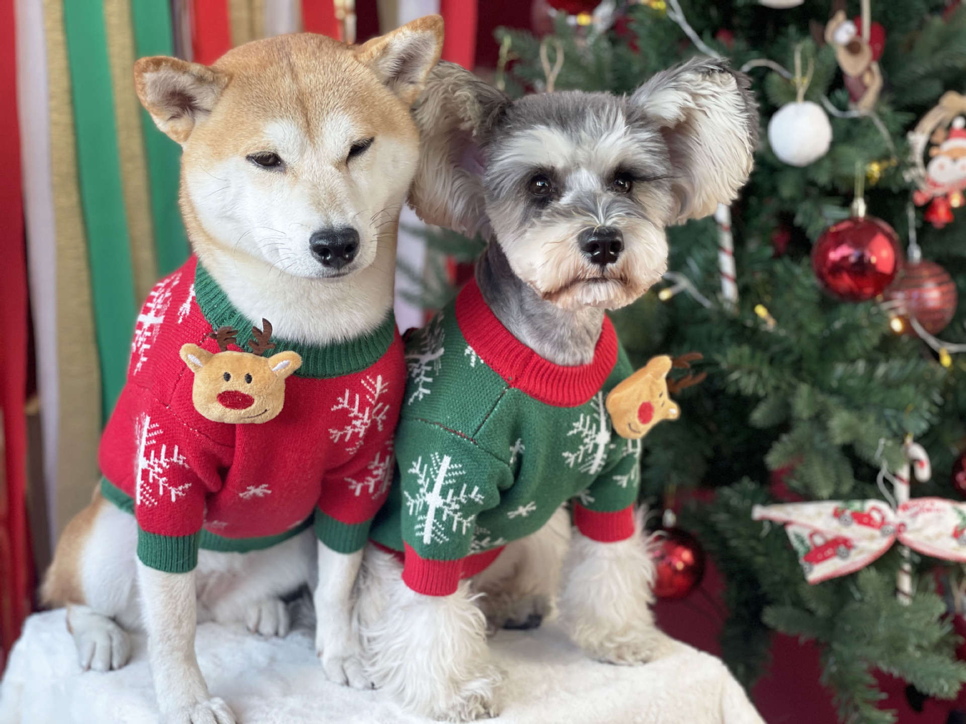 Title 5, Nouveau Pull pour Chien Rembourré de Noël Vêtem...