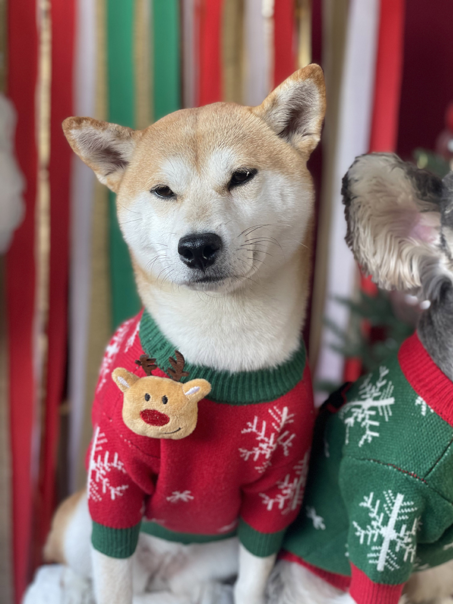 Title 7, Nouveau Pull pour Chien Rembourré de Noël Vêtem...