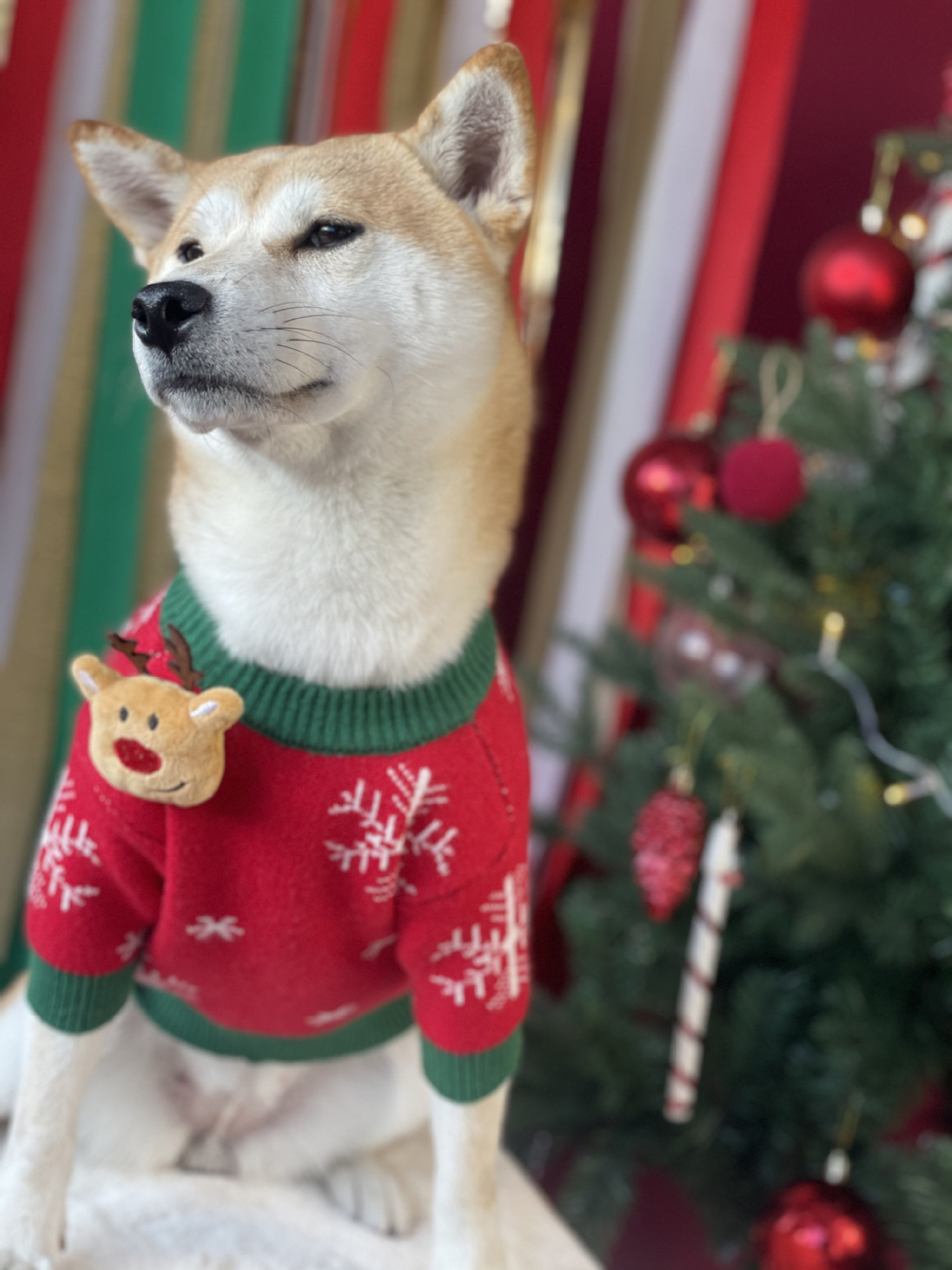 Title 8, Nouveau Pull pour Chien Rembourré de Noël Vêtem...