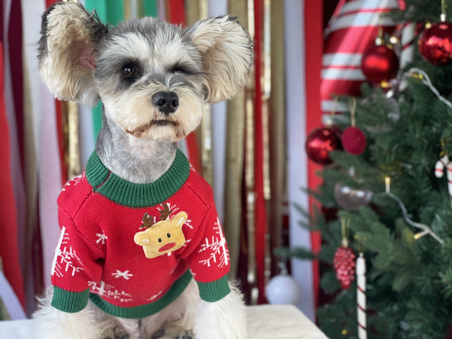 Title 13, Suéter Acolchoado de Natal para Cães Roupas Pet...