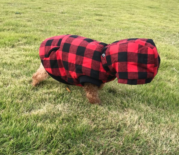 Title 8, Veste à capuche pour chien