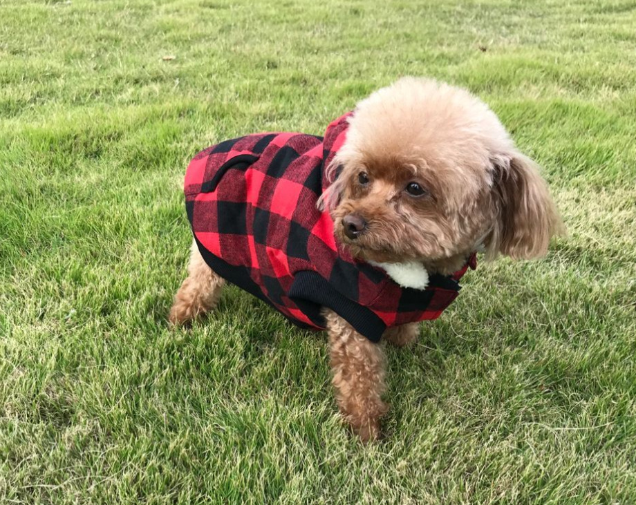 Title 10, Veste à capuche pour chien