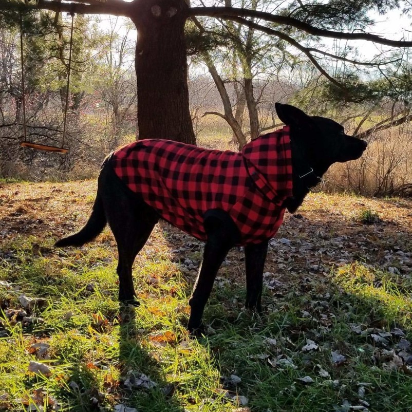 Title 15, Veste à capuche pour chien