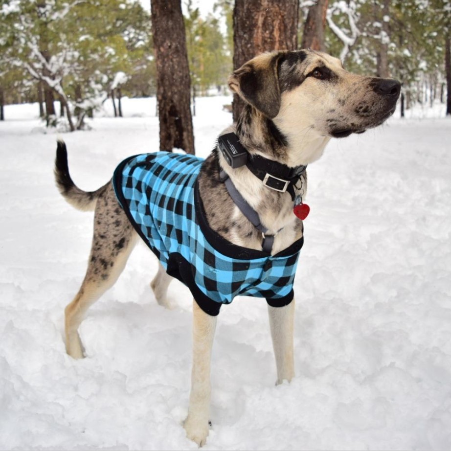 Title 16, Veste à capuche pour chien