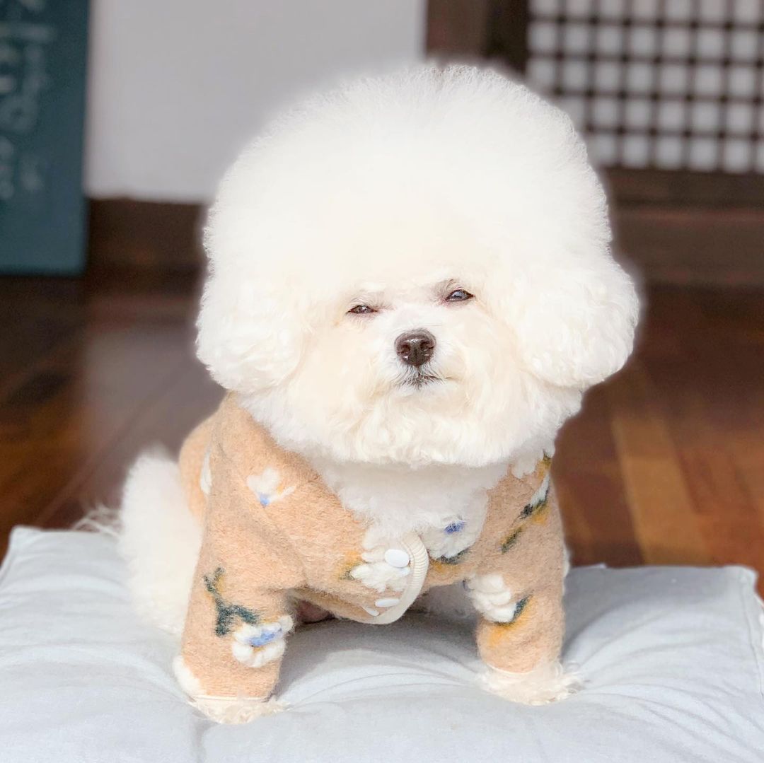 Title 20, New Warm Lamb Wool Flower Dog Sweater. Keep you...