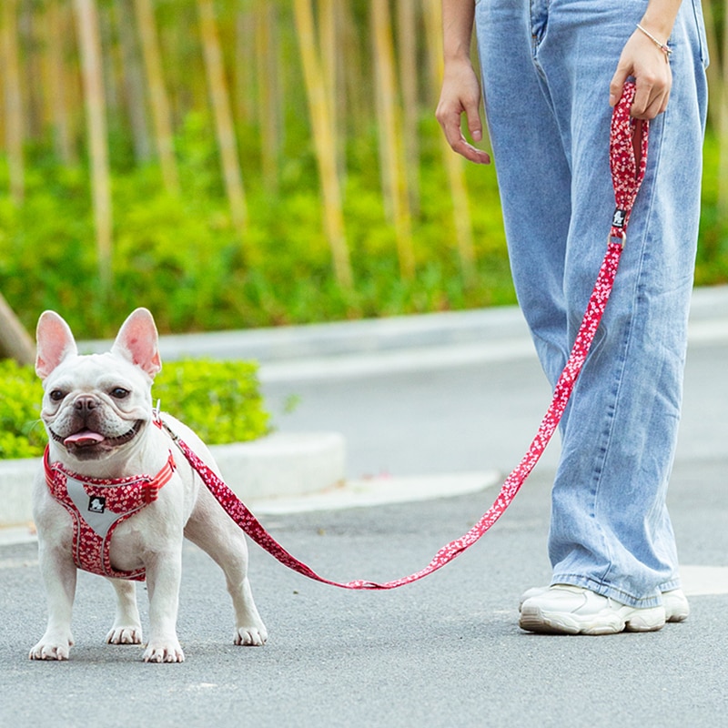 Title 6, Corde et Chaîne pour Chiens Robustes Jouet à Ti...