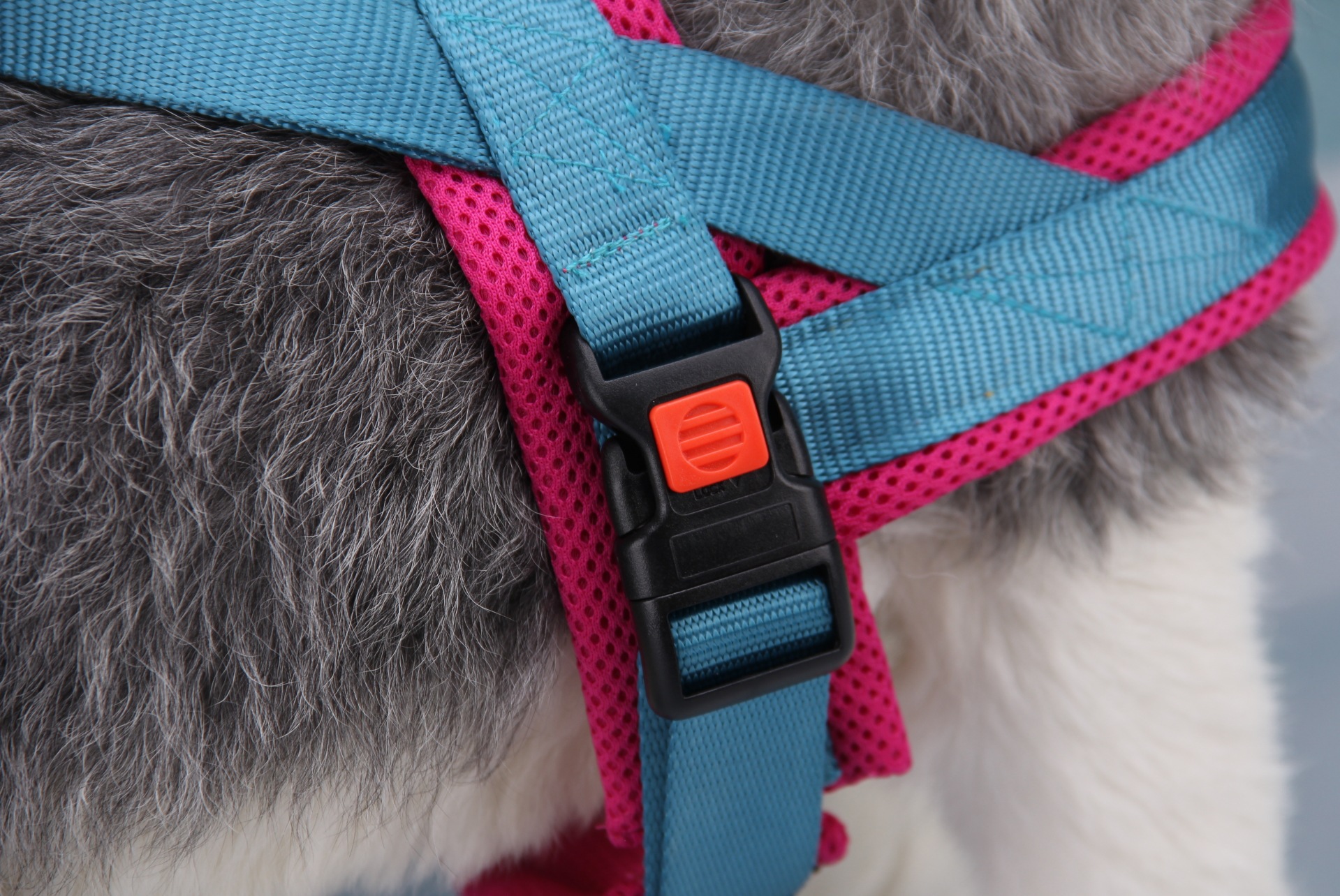 Title 5, Chest and Back Pet Chains, Collars, Leashes. Es...