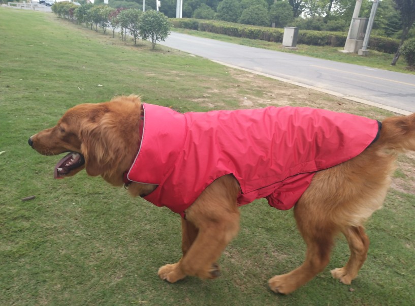 Title 10, Roupa para cães Andes à prova dágua para ativi...