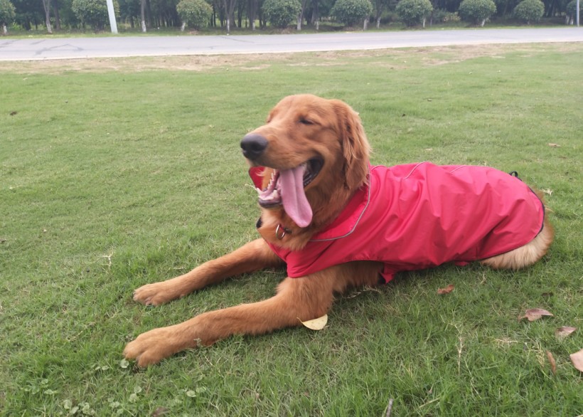 Title 11, Roupa para cães Andes à prova dágua para ativi...