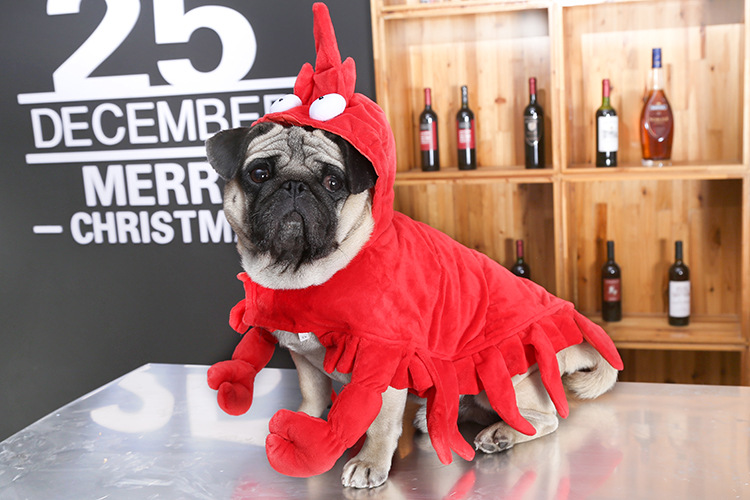 Title 3, Roupa de Halloween para pet, Dragão Australiano...