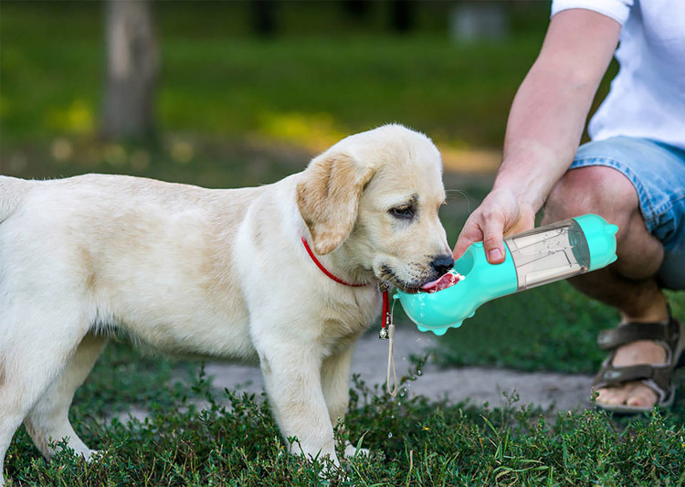 Title 12, Köpeğinizle gezintiye çıkarken kullanabileceğin...