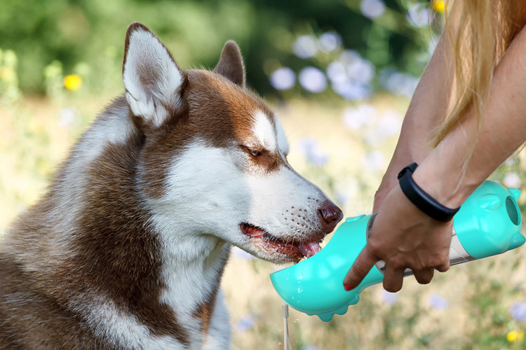 Title 13, Köpeğinizle gezintiye çıkarken kullanabileceğin...