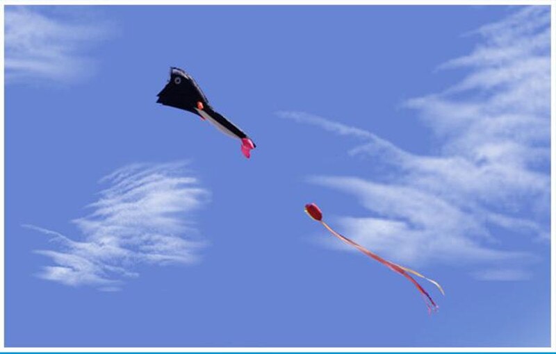 Red Kite in the Sky