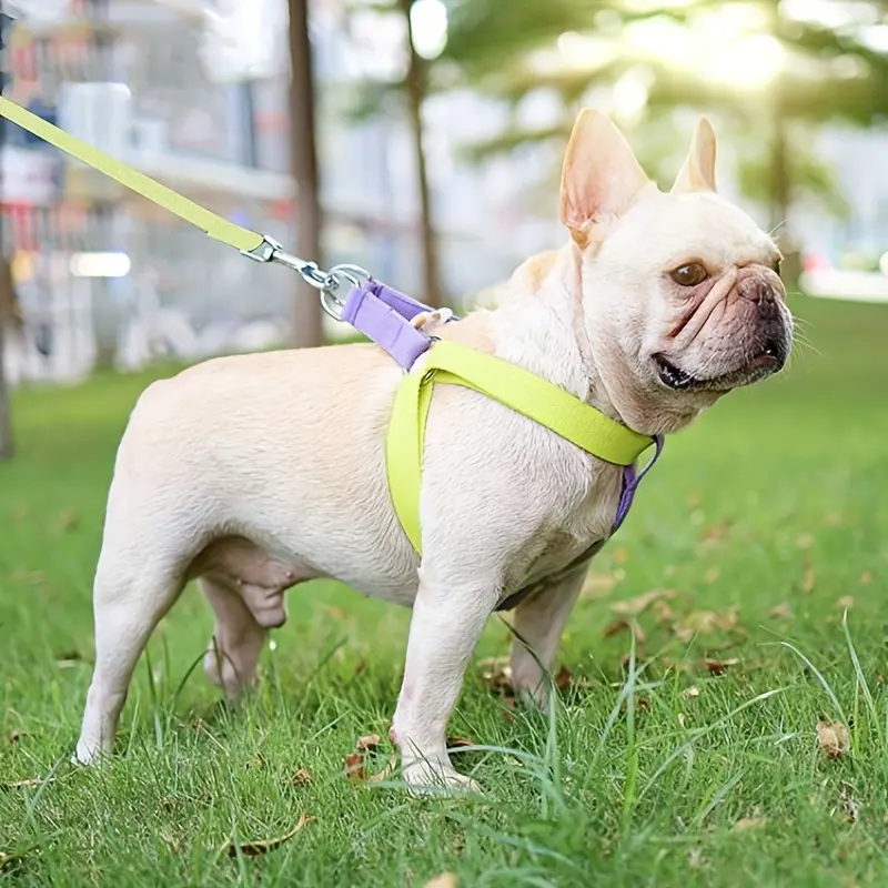 Rainbow Colorblock Pet Harness Set Anti-Escape Vest