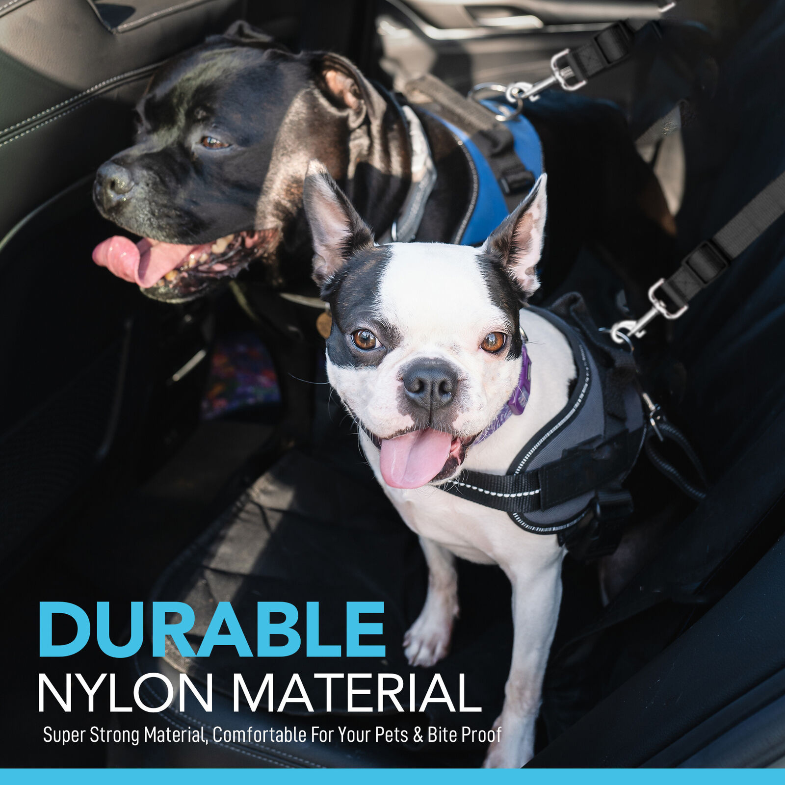 Corde de sécurité rétractable en nylon pour chien