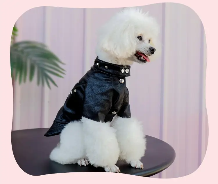 Pet Leather Coat Dog Fashion Brand Clothes Korean Style Autumn And Winter Cat Teddy Chihuahua Winter Clothing