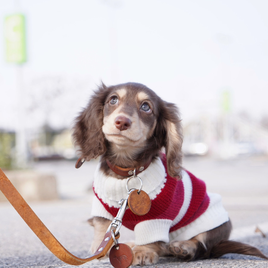 Sausage Dog Clothes Small Dog Cat Warm Thickened Sweater