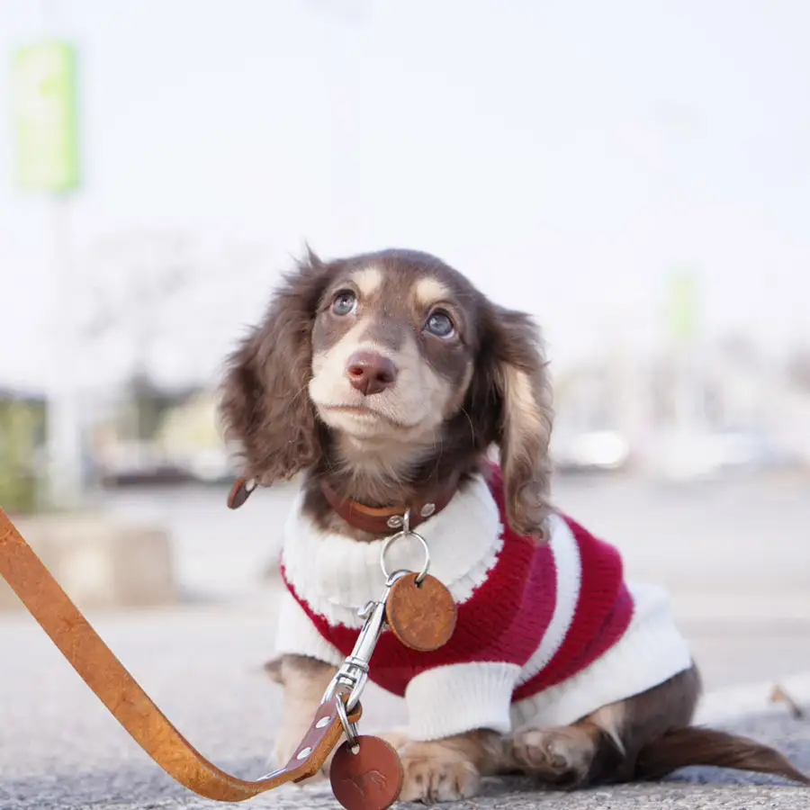 Sausage Dog Clothes Small Dog Cat Warm Thickened Sweater