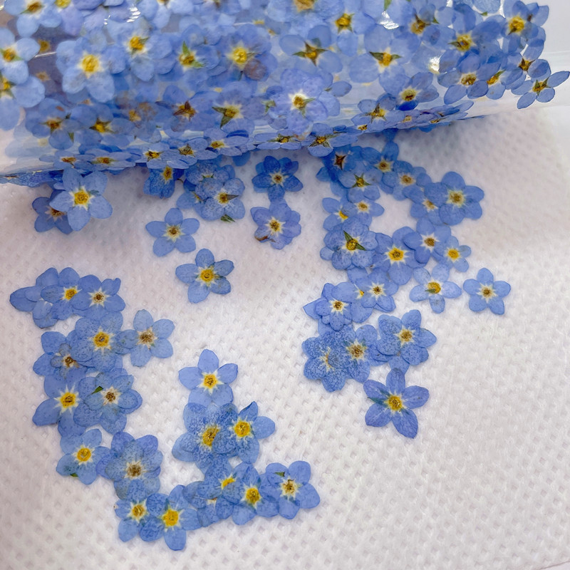 Title 1, Myosotis Sylvatica Dried Flower Embossed Plant ...