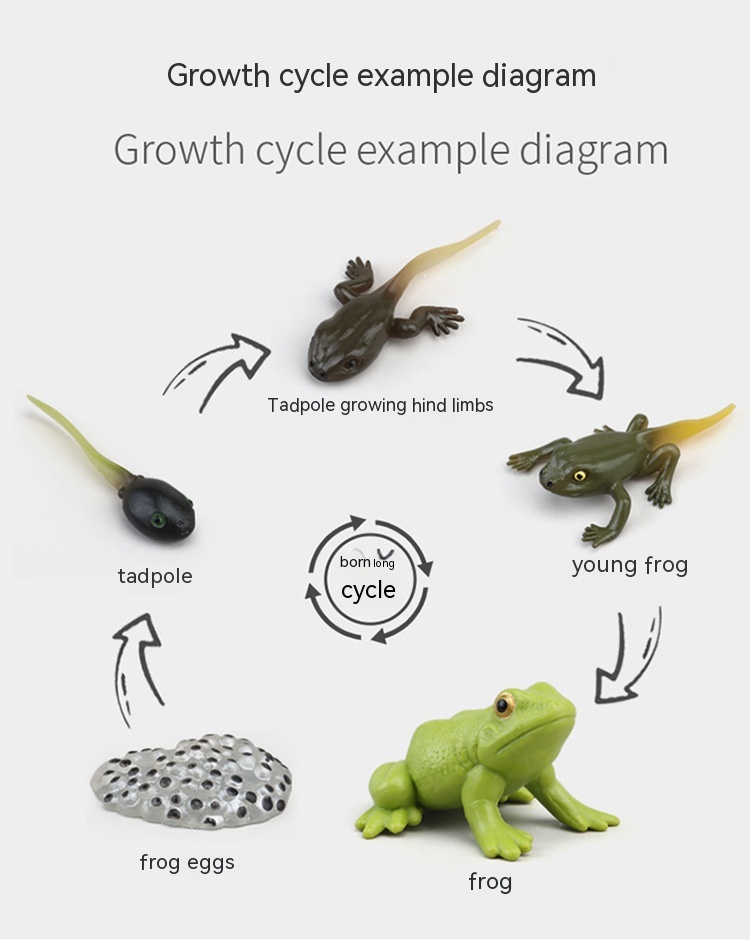 Title 4, Cycle de croissance des plantes et des animaux ...