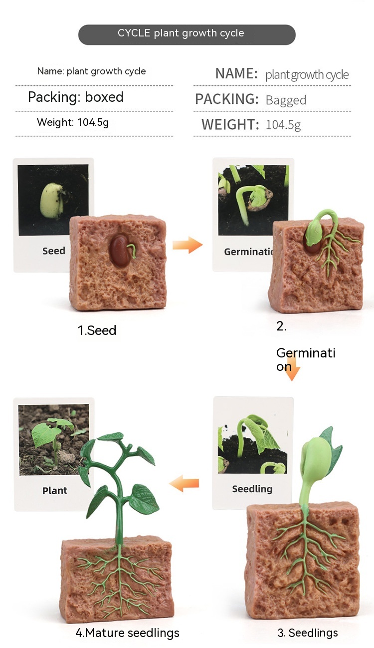 Title 19, Cycle de croissance des plantes et des animaux ...